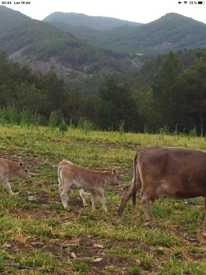 Preciosas Vistas A La Montana, Luminoso Y Acogedor El Pueyo de Araguás